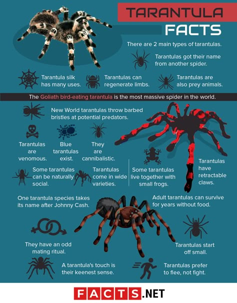 Types Of Tarantulas, Tarantula Care Guide, Tralanchula Spider, Tarantula Types, Trantuala Spider, Tarantula Aesthetic, Tarantula Enclosure Ideas, Mexican Red Knee Tarantula, Tarantula Pet