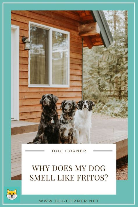 Have you Ever Wonder Why Does My Dog Smell Like Fritos? We all know that dogs do produce all kinds of odors. Not all of these are pleasant and some are really bad. One odor that is very interesting is the smell of the feet that is similar to Fritos or even Doritos. In reality, the smell will remind us of corn chips. Why does my dog smell like Fritos? There are some facts you will need to know first and we hope that you will get the answer that will satisfy your curiosity. Dog Smells Like Corn Chips, Dog Corner, Dog Smells, Corn Chips, Very Interesting, Dog Eating, Dog Chews, Great Dane, My Dog