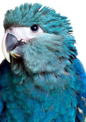 Spix Macaw, Blue Macaws, Endangered Plants, Blue Macaw, Tropical Animals, Macaw Parrot, African Grey Parrot, Most Beautiful Animals, Rare Birds