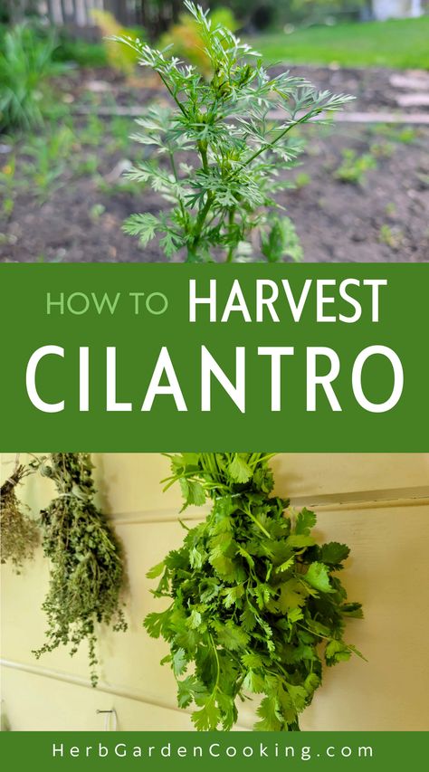 Master the art of harvesting cilantro with our step-by-step guide. Learn how to maximize yields and keep your plants healthy. Harvesting Cilantro, Harvest Cilantro, Grow Cilantro Indoors, How To Harvest Cilantro, Cilantro Plant, Growing Cilantro, Drying Cilantro, Garden Cooking, Garden Herbs