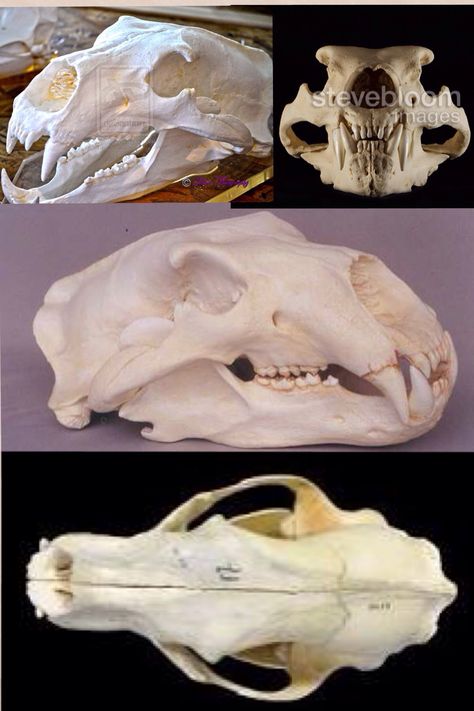 I wanna make a polar bear skull! Polar Bear Skull, Bear Skull, Vulture Culture, Larp Costume, Animal Skulls, Skull And Bones, Polar Bear, Bones, Lion Sculpture