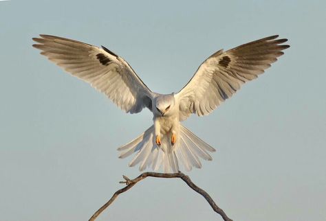 via @pep_vilamada Bird Wings Costume, Dragon Bird, Bird People, Bird Flying, Bird Wings, Birds Of Prey, Birds Flying, Wildlife Art, Art Class