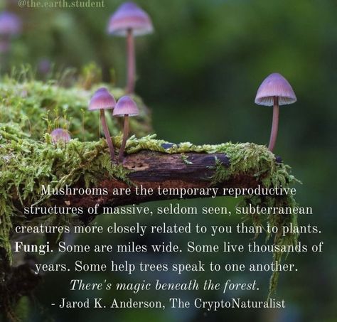 Mushroom Meaning, Shroom Room, Natural Medicines, Mushroom Benefits, Wild Food Foraging, Magical Herbs, Natural Antibiotics, Spirit Animals, Mushroom Fungi