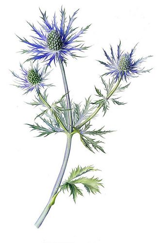 image | Eryngium, watercolour | Marianne Grundy-van Es | Flickr Blue Thistle Watercolor, Thistle Painting, Thistle Tattoo, Botanical Sketchbook, Sea Holly, Nature Sketch, Thistle Flower, Botanical Watercolor, Botanical Painting