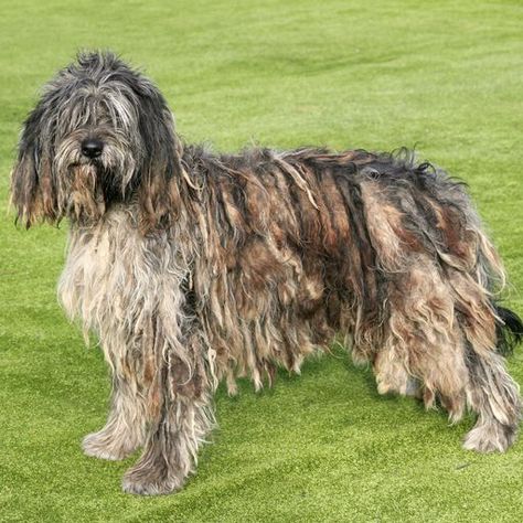 The portrait of Bergamasco Shepherd dog Long Haired Dog Breeds, Very Big Dog, Dog Breeds Chart, Grand Basset Griffon Vendeen, Italian Dogs, Maremma Sheepdog, Dog Types, Animal Families, Nanny Dog