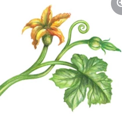 Pumpkin Plant, Plant Watercolor, Planting Pumpkins, Pumpkin Flower, Pumpkin Leaves, Leaf Plant, Watercolor Plants, Flower Green, Exotic Fruit