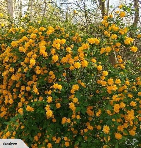 Kerria japonica pleniflora PB6.5 | Trade Me Kerria Japonica, Shade Loving Plants, Modern Ranch House, Yard Flowers, Eden Garden, Plants Landscape, Herbs Garden, Garden Food, Country Gardens