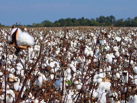 Cotton fields Cotton Farm, Cotton Gin, Mississippi Delta, Agent Orange, Cotton Fields, Cotton Plant, Field Of Dreams, Sweet Home Alabama, Seed Company