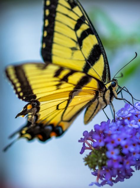 Yellow Monarch Butterfly, Interesting Bugs, Butterfly Boxes, Butterfly Magic, Planting Fruit Trees, Hi A, Beautiful Insects, Beautiful Butterfly Photography, Flying Flowers