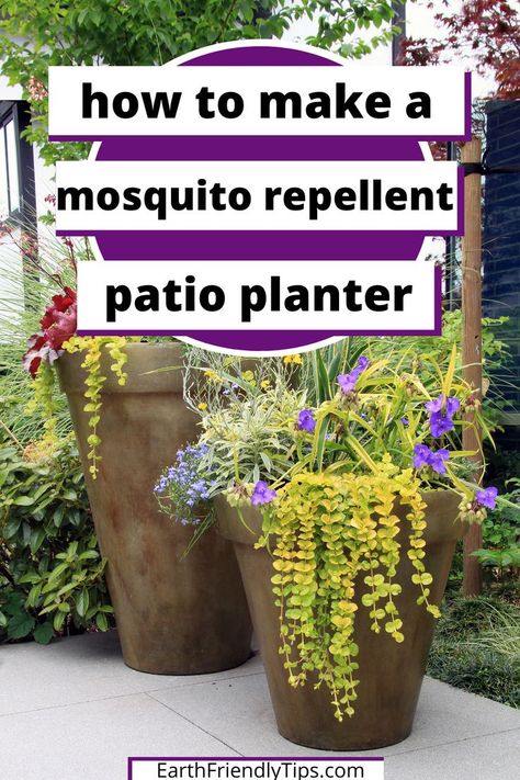 How To Arrange Plants In Garden, Plants That Repel Mosquitos, Plants That Repel Flies, Plants That Repel Mosquitoes, Insect Repellent Plants, Plants That Repel Bugs, Mosquito Plants, Grafting Plants, Repellent Plants