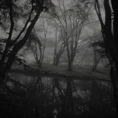 Dark Nature Pictures, Dark Grey Aesthetic, Goth Forest, Widgets Homescreen, Eerie Photography, Dark Trees, Calming Images, Poison Tree, Dark Core