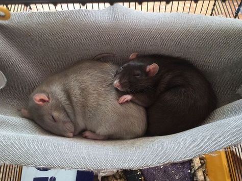 Rat Queens, Funny Rats, Fancy Rat, Cute Rats, Mouse Rat, Pet Rats, Silly Animals, Cute Creatures, Rodents