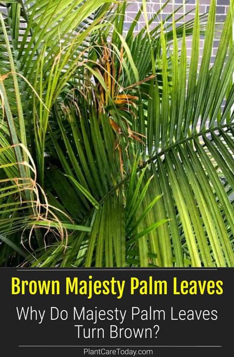 The Majesty Palm is a fast-growing palm but not invincible. Majesty Palm leaves turning brown usually comes from overwatering; underwatering; in need of fertilizer or attacked by spider mites. Majestic Palm Indoor Care, Majesty Palm Indoor, Majesty Palm Care, Palm Plant Indoor, Plant Leaves Turning Brown, Diy Fertilizer, Palm House Plants, Houseplant Collection, Indoor Palm Trees