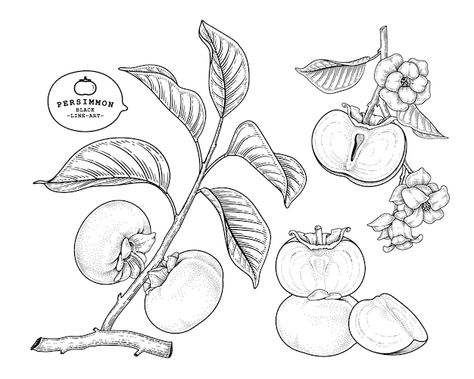 Persimmon Embroidery, Persimmon Illustration, Tree Tatto, Fuyu Persimmon, Persimmon Fruit, Fruit Logo, Hand Drawn Elements, Nature Drawing, Food Illustration