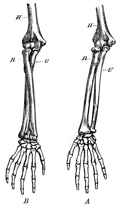 Forearm Bones | ClipArt ETC Forearm Bone Tattoo, Skeleton Arm Drawing On Arm, Anatomy Bones Drawing, Human Bones Drawing, Humerus Tattoo, How To Draw Bones, Skeleton Arm Drawing, Arm Bones Drawing, Bone Art Drawing