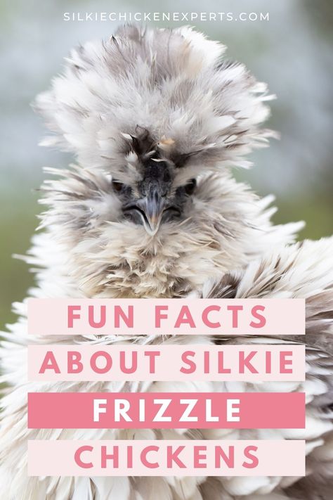 The Frizzle, Sizzle, and Frazzle chicken breeds may all look similar, but the Frizzled Silkie chicken is one of the cutest little confused-feather breeds around. Want to know more about this silkie bantam breed? Read this article! Silkie Frizzle Chickens, Frizzell Chickens, Polish Frizzle Chicken, Silkie Chickens Coop, Chicken Enrichment, Silkie Chickens Colors, Silky Chicken, Frizzle Chickens, Molting Chickens