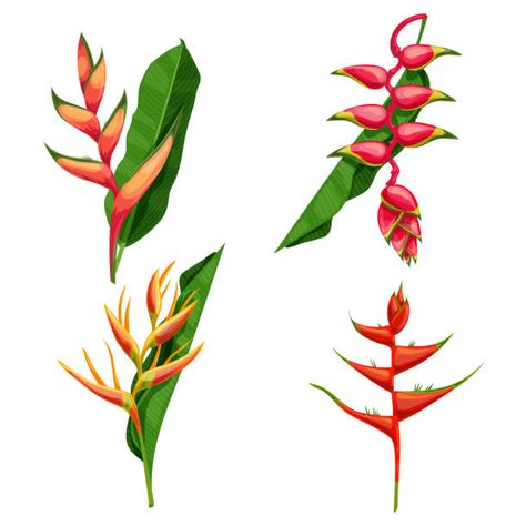 1,334 Heliconia Illustrations & Clip Art - iStock Heliconia Flower Drawing, Heliconia Tattoo, Wedding Mural, Tropical Flowers Illustration, Heliconia Plant, Tropical Flowers Bouquet, Heliconia Flower, Bird Of Paradise Plant, Paradise Flowers