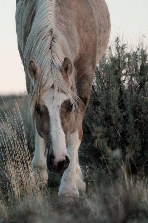 Foto Cowgirl, Cute Horse Pictures, Love Pinterest, Riding Clothes, Palomino Horse, Horse Riding Clothes, Horse Wallpaper, Horse Aesthetic, Most Beautiful Horses