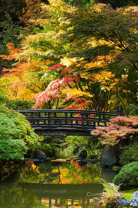 Moon Bridge, Beautiful Japanese Gardens, Funny Vine, Portland Japanese Garden, Japanese Garden Landscape, Pond Garden, Japanese Zen Garden, Japan Garden, Japanese Garden Design