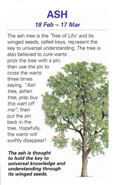 Celtic Tree Astrology – Ash Sybill Trelawney, Celtic Tree Tattoos, Celtic Tree Calendar, Celtic Tree Astrology, Celtic Ogham, Yggdrasil Tattoo, Celtic Calendar, Tattoos Celtic, New Age Spirituality