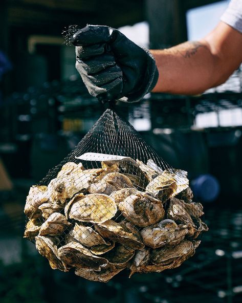 The Ill-fated Launch of Texas’s First Oyster Farm Oyster Photoshoot, Oyster Photography, Oyster Fishing, Seafood Photography, Boat Photoshoot, Oyster House, Lovers Pics, Farm Business, Restaurant Photography