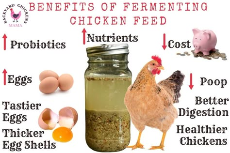 Homemade Chicken Feed, Home Made Chicken Feed Recipe, Chicken Feed Recipe, Spices To Add To Chicken Feed, Ferment Chicken Feed, Soaking Chicken Feed, How To Ferment Chicken Feed, Mix Your Own Chicken Feed, Organic Chicken Feed Recipe