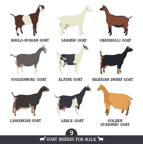 Dairy goats Milking Goats Breeds, Dairy Goat Breeds, Goats For Milk, Anglo Nubian Goats, Backyard Goats, Goat Breeds, Goat Toys, Alpine Goats, Keeping Goats