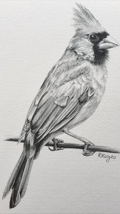 Cardinal Drawing Sketches, Bird Sketch Realistic, Cardinal Drawings, Black And White Cardinal Tattoo, Cardinal Sketch, Birds Tattoo Ideas, Sketches Birds, Sketches Of Birds, Cardinal Drawing