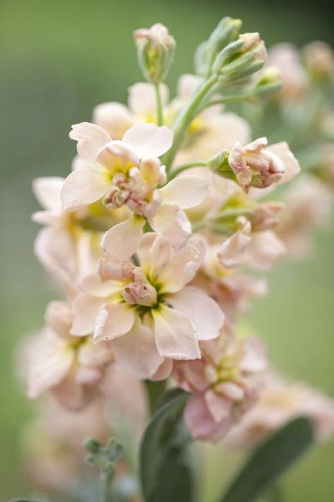 Matthiola incana, Traditional Field Grown Column Stock, 'Apricot' Matthiola Incana, Floral Design Classes, Flower Varieties, Apricot Seeds, Most Popular Flowers, Home Grown Vegetables, Stock Flower, Cottage Garden Plants, Seed Catalogs