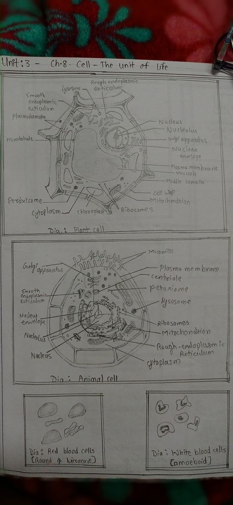 Hand-drawn diagrams for neet aspirants Animal Cell Sketch, Plant And Animal Cell Drawing, Plant Cell And Animal Cell Diagram, Diagram Of Animal Cell, Cell Diagram Project, Animal Cell And Plant Cell, Plant Cell And Animal Cell, Cell The Unit Of Life, Typical Plant Cell