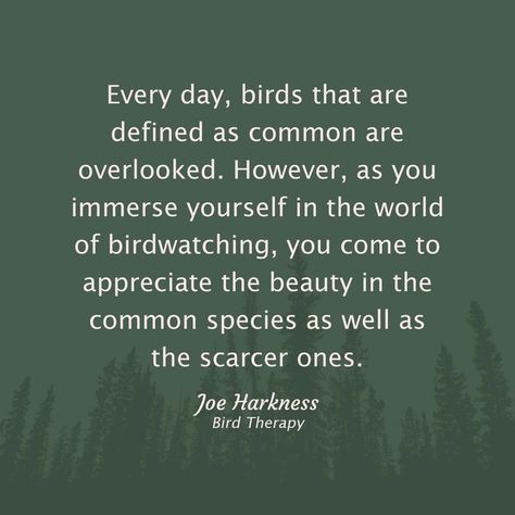 Bird Watching Quotes, Nerd Quotes, Sparrow Bird, Bird Migration, Bird Quotes, Nature Quotes, Bird Watching, Favorite Quotes, Birds