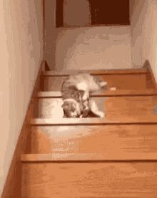 Cat Sliding Down Stairs GIFs | Tenor Stairs Gif, Cat Falling, Falling Down Stairs, Wendys Frosty, Good Morning Cat, Rex Cat, 웃긴 사진, Animal Videos, Funny Cat Videos