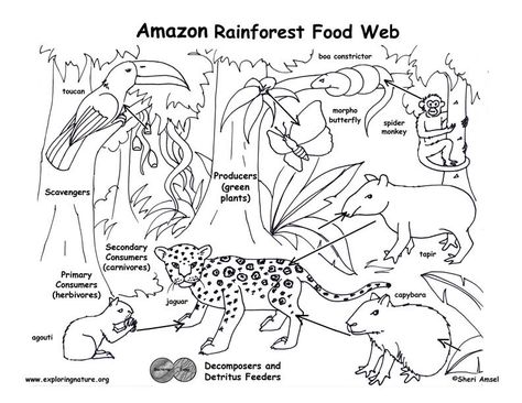 Rainforest Food Web, Rainforest Food Chain, Coloring Pages Food, Rainforest Project, Rainforest Activities, Rainforest Biome, Ecosystems Projects, Learning Websites For Kids, Rainforest Theme