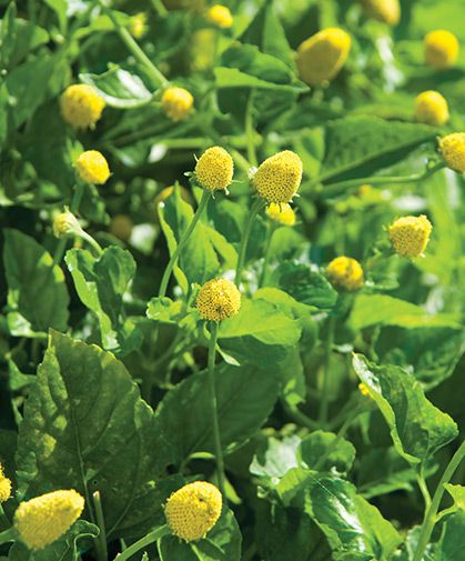 Toothache Plant, Lemon Drops, Medicinal Herb, Plant Spacing, Heirloom Seeds, Lemon Drop, Bulb Flowers, Bedding Plants, Edible Flowers