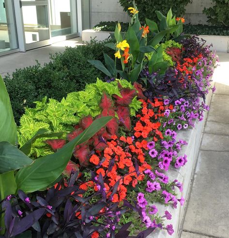 Sunpatiens Landscapes, Chicago Landscape, North Chicago, Canna Lily, Annual Garden, Front Yard Garden, Petunias, Front Yard, Beautiful Gardens