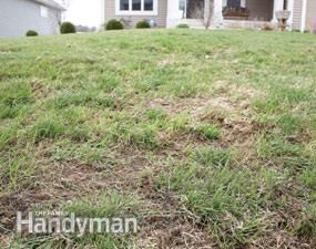 Diy Lawn Care, Lawn Repair, Diy Lawn, Lawn Care Tips, Makeover Before And After, Yard Care, Lawn Maintenance, Garden Route, Family Handyman