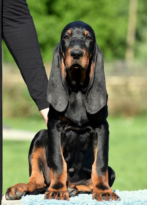 Black and Tan Coonhound puppy.💋 Tattoo Ideas Dog, Coonhound Puppy, Tattoos Dog, Bloodhound Puppies, Black And Tan Coonhound, Dogs Tattoo, Dog Tattoo Ideas, Bloodhound Dogs, Wallpaper Dog