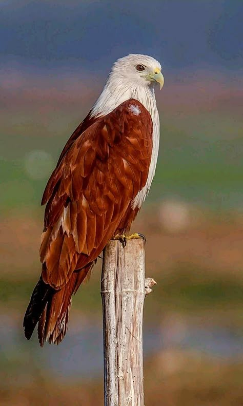 Birds of Prey - Brahminy Kite also known as the Red backed Sea Eagle. Birds Of Prey Photography, Birds Of Prey Animals, Red Eagle, Bird Of Prey, Eagle Aesthetic, Bird Kite, Birds Photography Nature, Sea Eagle, Chicken Pictures