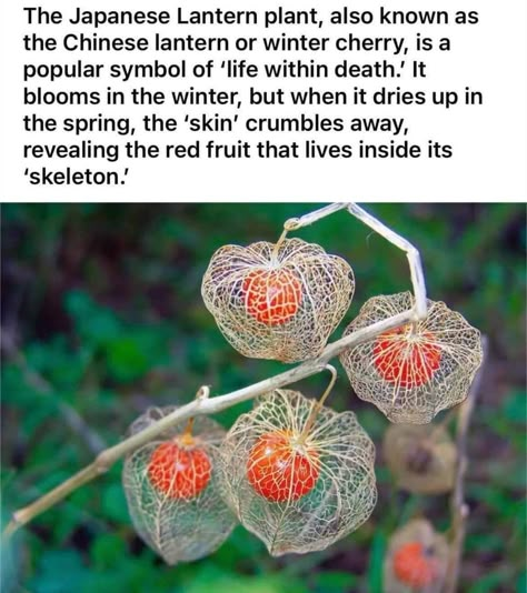 Predatory Plants, Scary Plants, Plant Symbolism, Creepy Plants, Lantern Plant, Japanese Lantern, Chinese Lantern, Flower Meanings, Nothing But Flowers