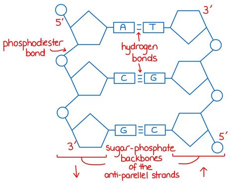 DNA - Biological Molecules Ep 1 Biological Molecules, Carbon Molecule, Molecule Structure, Bio Notes, Prokaryotic Cell, Plant And Animal Cells, Eukaryotic Cell, Dna Replication, Dna Molecule