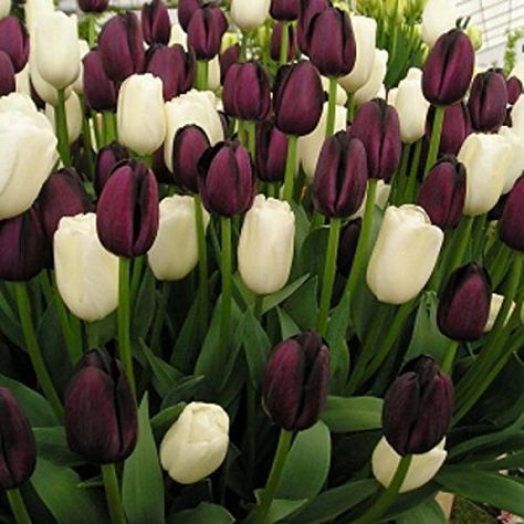 Value Pack 25 Tulip Bulbs Cream/Black 'Xtreme Harmony' Spring Bulbs: Amazon.co.uk: Garden & Outdoors Queen Of The Night Tulip, Grow Tulips, Tulip White, Goth Garden, Fall Planting, White Cookie, Tulip Bulbs, Grow Plants, Tulip Flower