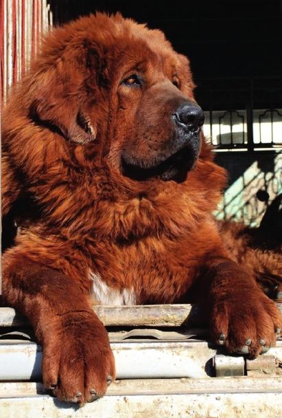 Hong Dong, a Tibetian Mastiff is the world's most expensive dog, purchased in China for 1.5 million Tibetan Mastiff Dog, Pet Anime, Most Expensive Dog, Expensive Dogs, Tibetan Mastiff, Mastiff Dogs, Giant Dogs, Funny Dog Pictures, Sweet Dogs