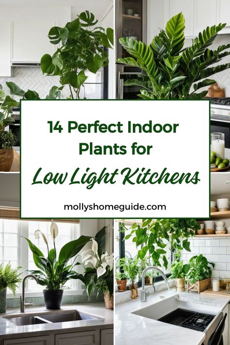 Discover the best indoor plants for low light kitchens to add life and freshness to your space! From hardy houseplants that thrive in minimal light, to beautiful foliage perfect for decorating, these low light loving indoor plants are both easy to care for and visually appealing. Create an indoor herb garden with edible low light herbs like mint or basil, or choose from a variety of fantastic low light houseplants like pothos or snake plant. Plants On Kitchen Cabinets, Kitchen Plants Ideas, Low Light Kitchen, Plants In Kitchen Ideas, Easy Indoor Plants For Beginners, Best Indoor Plants For Low Light, Low Light Plants Indoor, Plants For Kitchen, Plants In Kitchen