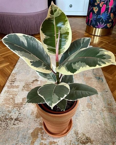 Ficus Tineke Rubber Tree Care | Caring for Variegated Rubber Tree Rubber Fig Plant, Ficus Tineke Care, Ficus Plant Indoor, Rubber Tree Plant Care, Ficus Tree Care, Tineke Rubber Plant, Scandi Hallway, Ficus Tineke, Rubber Plant Care