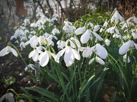 Chris Howell on Twitter: "More gorgeous snowdrops. I'd say Galanthus 'Nothing Special' really is quite special. In John's Garden @ashnurs last February.… https://t.co/aPoujAlILc" Snowdrop Quotes, Snowdrop Flower Aesthetic, Snowdrop Plant, Snow Drops Flowers, Snowdrops In Snow, Rocky Mountain Snowdrops, Birmingham Botanical Gardens, Flowers Winter, Snow Drop