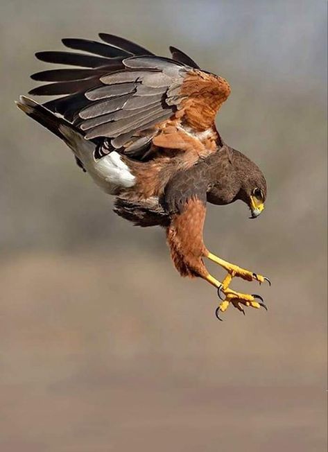 Hawk Catching Prey, Cool Birds Of Prey, Hawk Reference, Hawks Bird, Hawk Hunting, Bird Of Prey Tattoo, Green Ember, Hawk In Flight, Hawk Flying