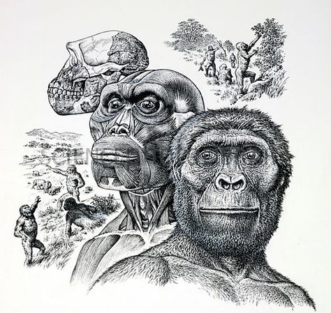 Australopithecus afarensis Prehistoric Humans, Australopithecus Afarensis, Homo Habilis, Early Man, Evolution Art, Prehistoric Man, Ap Studio Art, Early Humans, Human Evolution