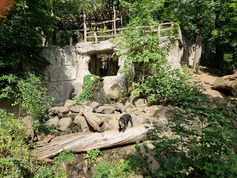 Bear Zoo, Zoo Boo, Bear Habitat, Zoo Project, Sun Bear, Zoo Architecture, Zoo Park, Reptiles Pet, Nature Design