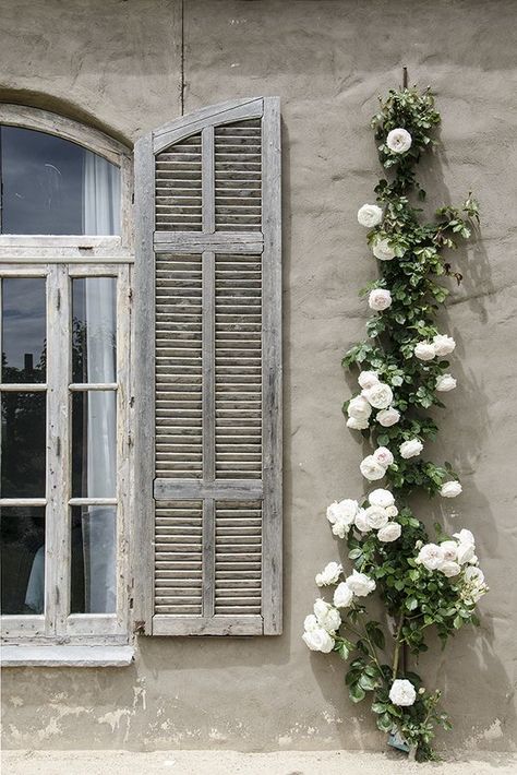 Country Shutters, Rose Arbor, Rose House, Rose Varieties, Mustang Cars, Climbing Roses, White Gardens, Climbing Plants, Single Flower