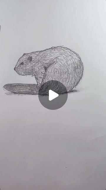 Beaver Doodle, Beaver Line Drawing, Beaver Drawing Sketch, Beaver Painting, Beaver Painting Acrylic, Drawing Lessons, Easy Drawings, Drawings, Instagram